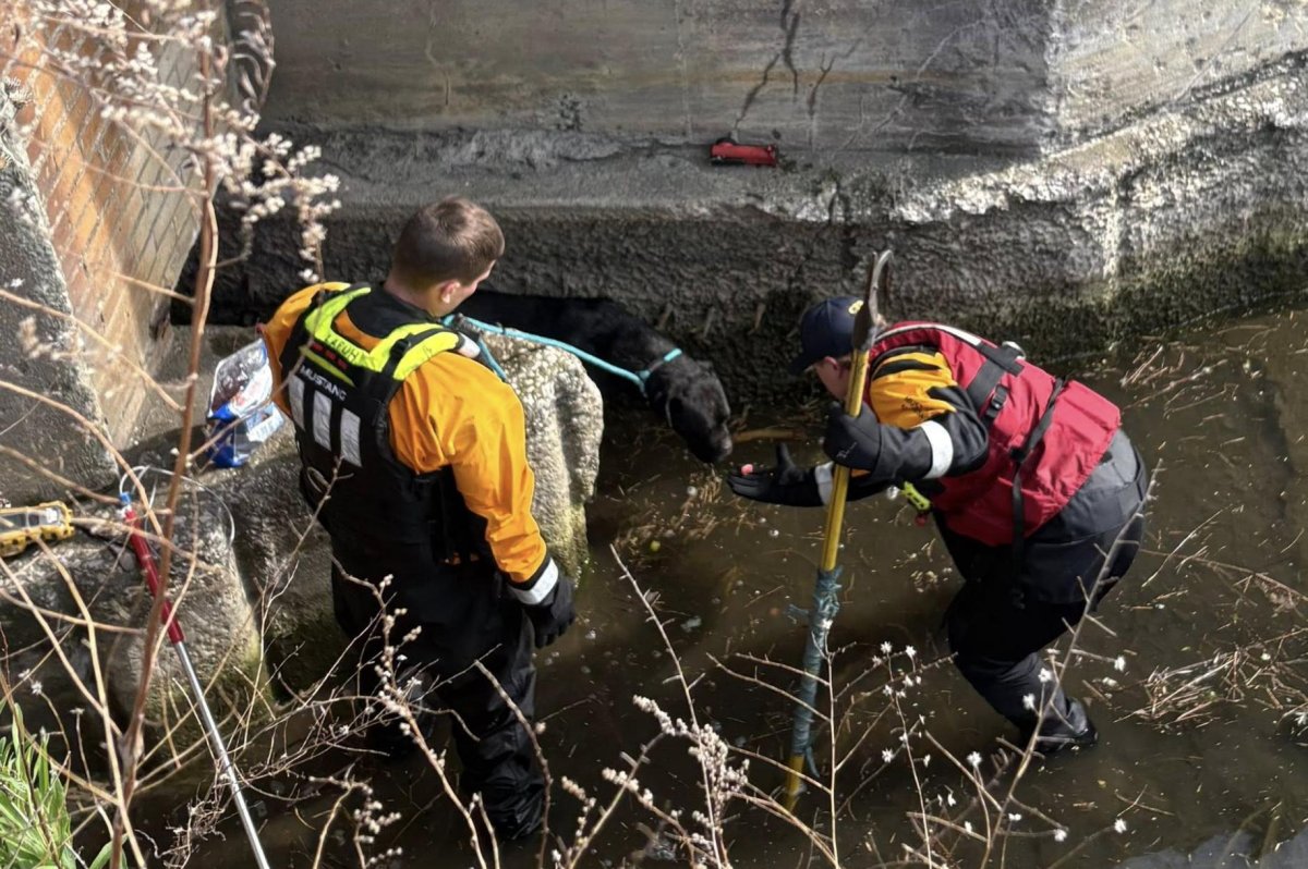 Look: Scared dog rescued from Lake Erie drainage basin