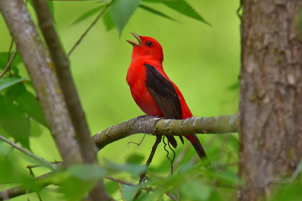 PA may name Scarlet tanager as official ‘migratory bird’