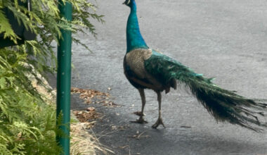 Lower Moreland Township police continue search for missing peacock