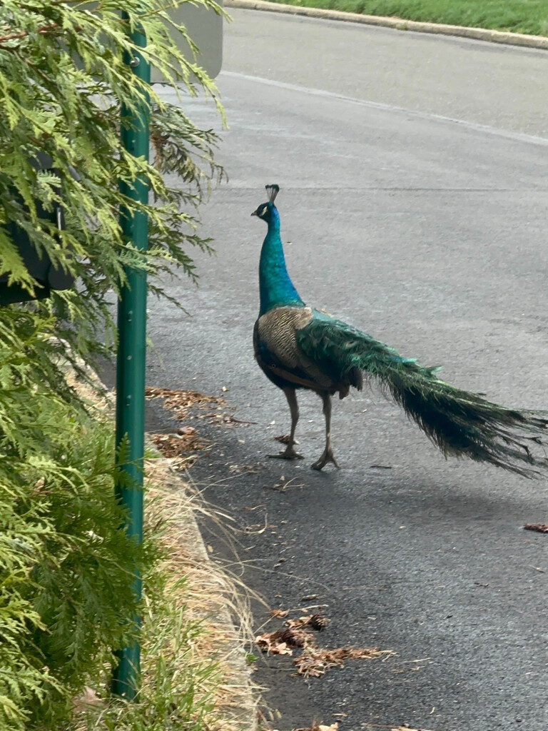 Lower Moreland Township police continue search for missing peacock