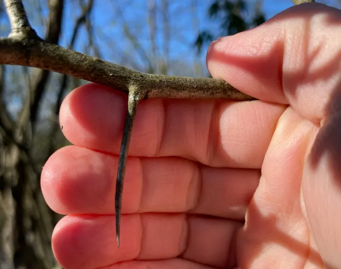 A hand holding a brown thorn