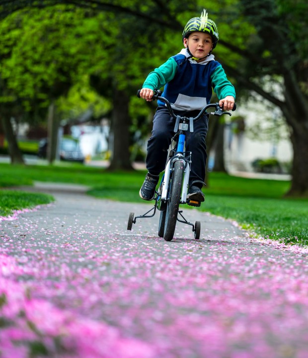 Wearing a long sleeve hoodie, Julian Gieger, 5, of Bethlehem rides his bike with his mother, Janine Pino (not shown), watching nearby Monday, April 20, 2026, during a cool day at the Bethlehem Rose Garden. After temperatures reached into the 80s late last week, they plummeted to below freezing in the Lehigh Valley, with the National Weather Service issuing a freeze warning for overnight Monday into Tuesday. Temperatures are expected return to normal and then be above average by the end of the week. Forecasters said highs will be in the 60s and 70s Wednesday through Friday. (April Gamiz/The Morning Call)