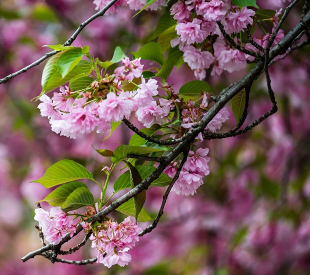A blossoming cherry tree moves gently during a cool breeze Monday, April 20, 2026, during a cool day at the Bethlehem Rose Garden. After temperatures reached into the 80s late last week, they plummeted to below freezing in the Lehigh Valley, with the National Weather Service issuing a freeze warning for overnight Monday into Tuesday. Temperatures are expected return to normal and then be above average by the end of the week. Forecasters said highs will be in the 60s and 70s Wednesday through Friday. (April Gamiz/The Morning Call)