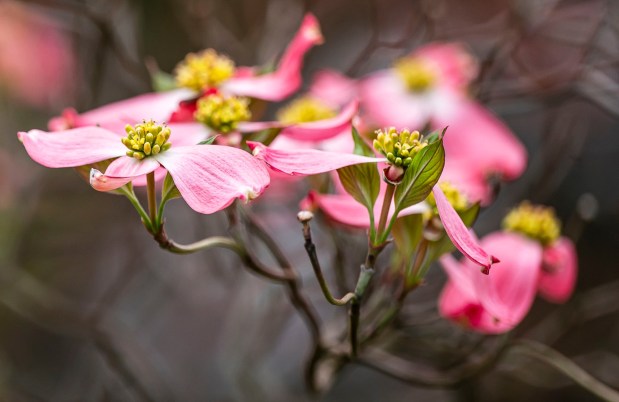 A blooming dogwood tree gently sways during a cool breeze Monday, April 20, 2026, during a cool day at the Bethlehem Rose Garden. After temperatures reached into the 80s late last week, they plummeted to below freezing in the Lehigh Valley, with the National Weather Service issuing a freeze warning for overnight Monday into Tuesday. Temperatures are expected return to normal and then be above average by the end of the week. Forecasters said highs will be in the 60s and 70s Wednesday through Friday. (April Gamiz/The Morning Call)