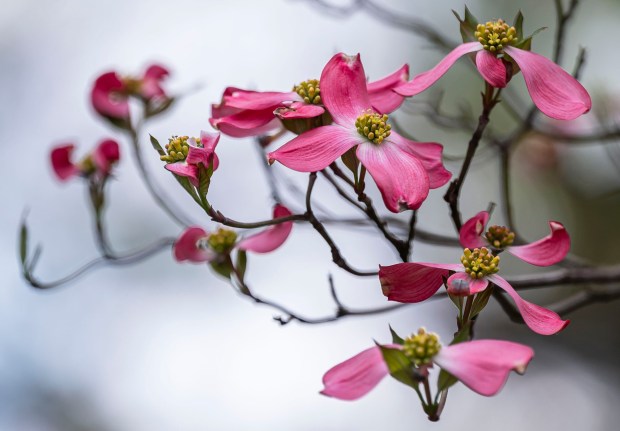 A blooming dogwood tree gently sways during a cool breeze Monday, April 20, 2026, during a cool day at the Bethlehem Rose Garden. After temperatures reached into the 80s late last week, they plummeted to below freezing in the Lehigh Valley, with the National Weather Service issuing a freeze warning for overnight Monday into Tuesday. Temperatures are expected return to normal and then be above average by the end of the week. Forecasters said highs will be in the 60s and 70s Wednesday through Friday. (April Gamiz/The Morning Call)