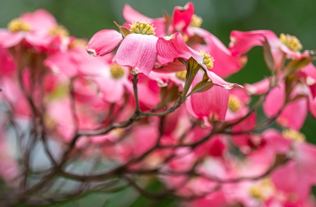 A blooming dogwood tree gently sways during a cool breeze Monday, April 20, 2026, during a cool day at the Bethlehem Rose Garden. After temperatures reached into the 80s late last week, they plummeted to below freezing in the Lehigh Valley, with the National Weather Service issuing a freeze warning for overnight Monday into Tuesday. Temperatures are expected return to normal and then be above average by the end of the week. Forecasters said highs will be in the 60s and 70s Wednesday through Friday. (April Gamiz/The Morning Call)