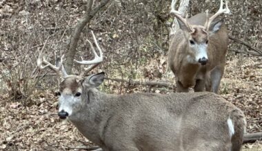 Pa. Game Commission says deer harvest jumped for 2025-26 season