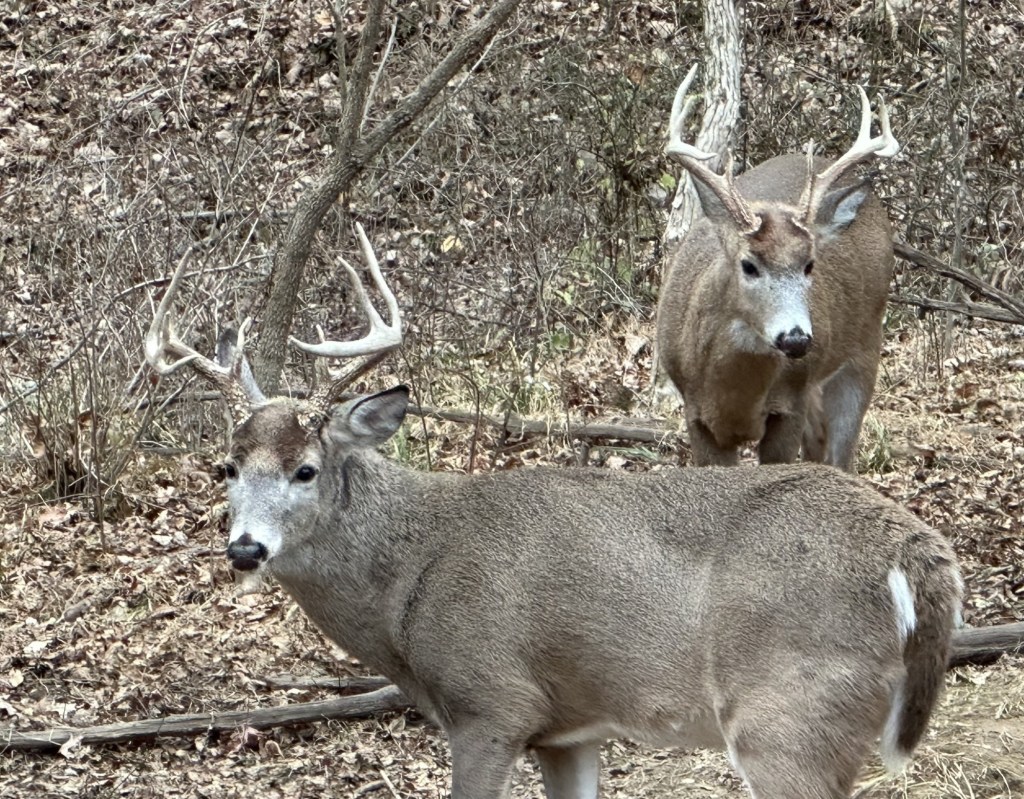 Pa. Game Commission says deer harvest jumped for 2025-26 season