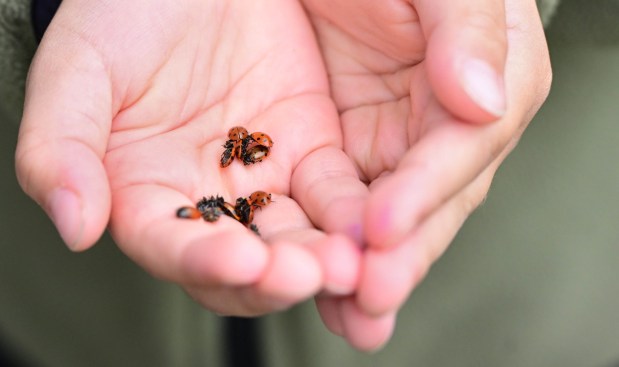 Students release 2,000 beneficial lady bugs into their schoolyard to protect the environment and local vegetation as part of an Earth Day celebration Wednesday, April 22, 2026, at Chesterbrook Academy in Bethlehem Township. (Monica Cabrera/The Morning Call)