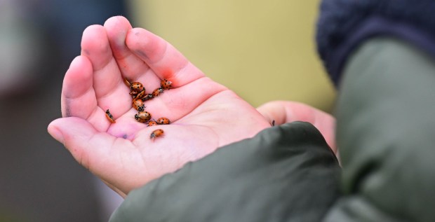 Students release 2,000 beneficial lady bugs into their schoolyard to protect the environment and local vegetation as part of an Earth Day celebration Wednesday, April 22, 2026, at Chesterbrook Academy in Bethlehem Township. (Monica Cabrera/The Morning Call)