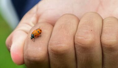 Students release 2,000 beneficial lady bugs
