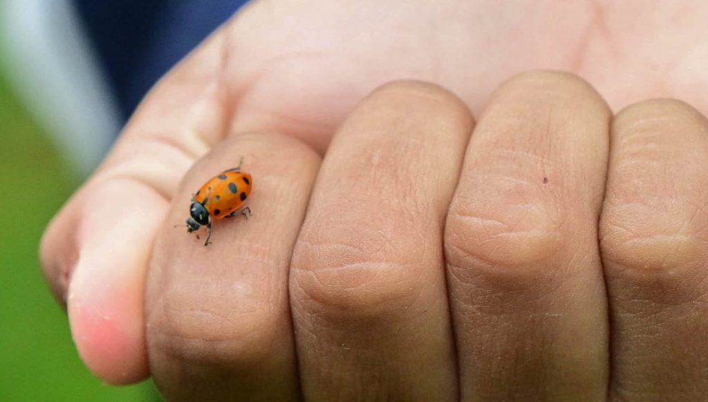 Students release 2,000 beneficial lady bugs
