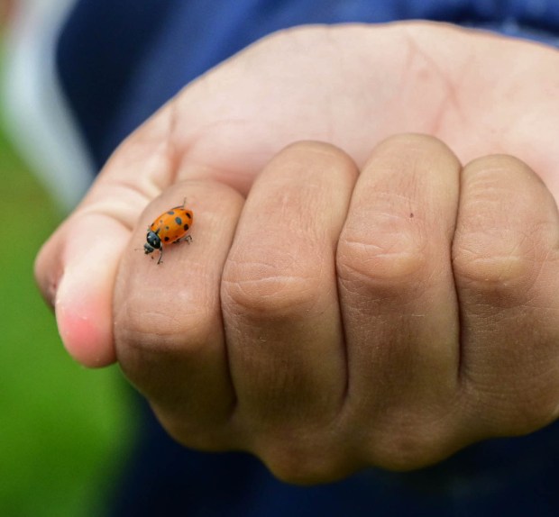 Students release 2,000 beneficial lady bugs into their schoolyard to protect the environment and local vegetation as part of an Earth Day celebration Wednesday, April 22, 2026, at Chesterbrook Academy in Bethlehem Township. (Monica Cabrera/The Morning Call)