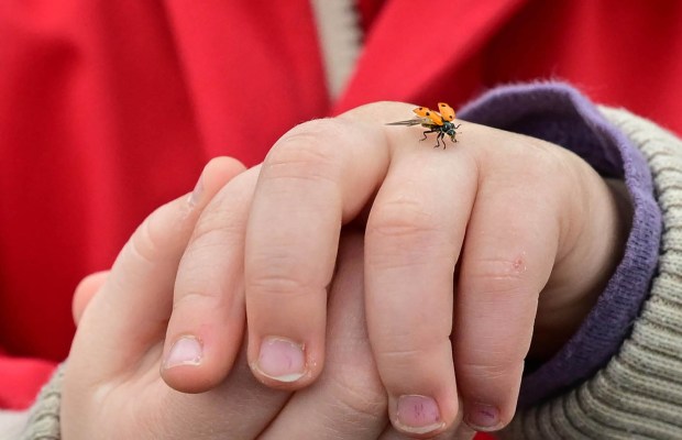 A preschooler watches a ladybug on her arm before it takes flight Wednesday, April 22, 2026. Students released 2,000 beneficial ladybugs into their schoolyard to protect the environment and local vegetation for Earth Day at Chesterbrook Academy in Bethlehem. (Monica Cabrera/The Morning Call)