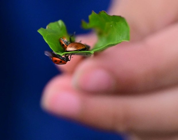 Students release 2,000 beneficial lady bugs into their schoolyard to protect the environment and local vegetation as part of an Earth Day celebration Wednesday, April 22, 2026, at Chesterbrook Academy in Bethlehem Township. (Monica Cabrera/The Morning Call)