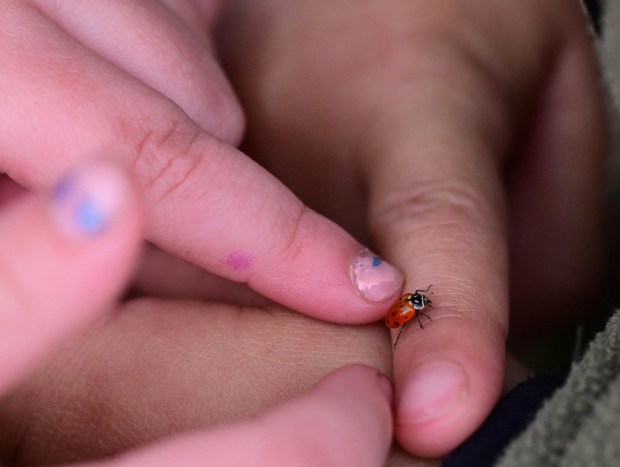 Students release 2,000 beneficial lady bugs into their schoolyard to protect the environment and local vegetation as part of an Earth Day celebration Wednesday, April 22, 2026, at Chesterbrook Academy in Bethlehem Township. (Monica Cabrera/The Morning Call)