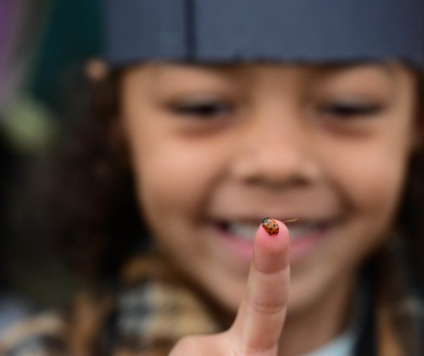 Preschooler Aella Montemayor is all smiles as she watches a ladybug on her fingertip before it takes flight Wednesday, April 22, 2026. Students released 2,000 beneficial ladybugs into their schoolyard to protect the environment and local vegetation for Earth Day at Chesterbrook Academy in Bethlehem. (Monica Cabrera/The Morning Call)