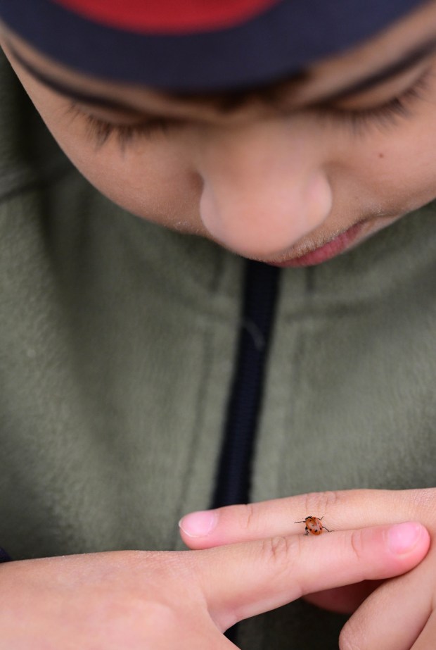 Preschooler Julian Negron watches a ladybug on his fingers before it takes flight Wednesday, April 22, 2026. Students released 2,000 beneficial ladybugs into their schoolyard to protect the environment and local vegetation for Earth Day at Chesterbrook Academy in Bethlehem. (Monica Cabrera/The Morning Call)