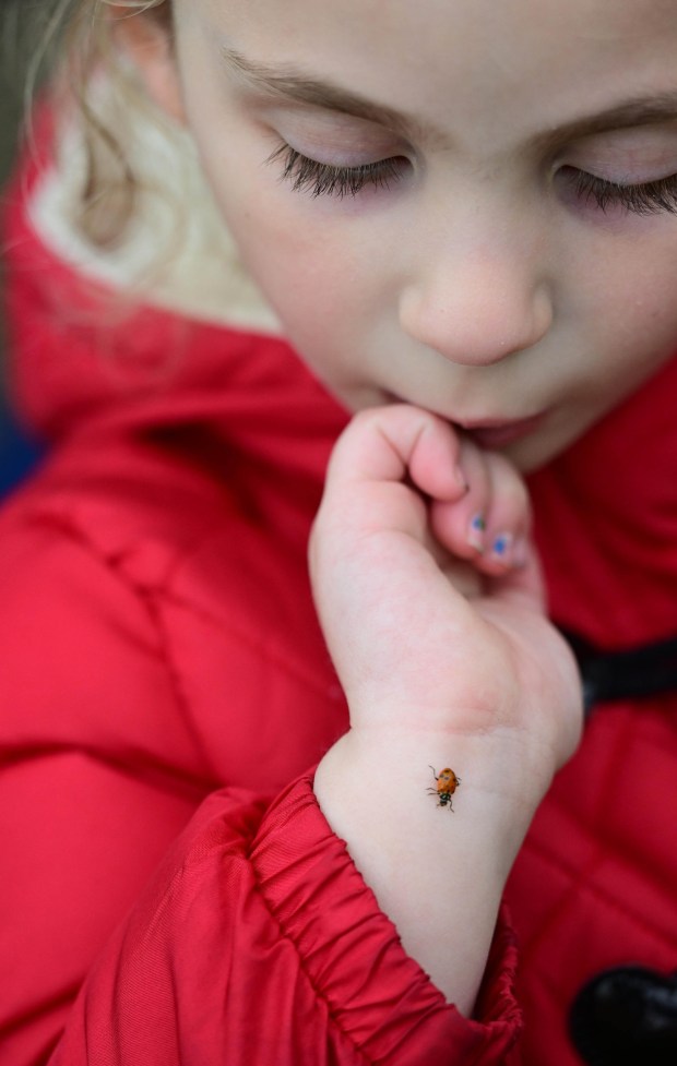 Preschooler Avery Ruf watches a ladybug on her arm before it takes flight Wednesday, April 22, 2026. Students released 2,000 beneficial ladybugs into their schoolyard to protect the environment and local vegetation for Earth Day at Chesterbrook Academy in Bethlehem. (Monica Cabrera/The Morning Call)