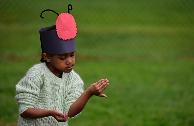 Preschooler Eliana Solomon-Eshetie watches a ladybug on her arm before it takes flight Wednesday, April 22, 2026. Students released 2,000 beneficial ladybugs into their schoolyard to protect the environment and local vegetation for Earth Day at Chesterbrook Academy in Bethlehem. (Monica Cabrera/The Morning Call)