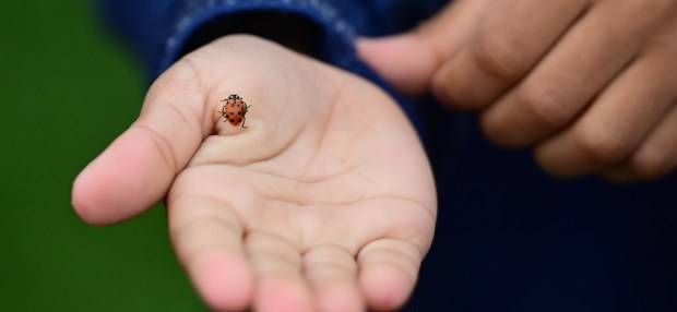 Students release 2,000 beneficial lady bugs into their schoolyard to protect the environment and local vegetation as part of an Earth Day celebration Wednesday, April 22, 2026, at Chesterbrook Academy in Bethlehem Township. (Monica Cabrera/The Morning Call)