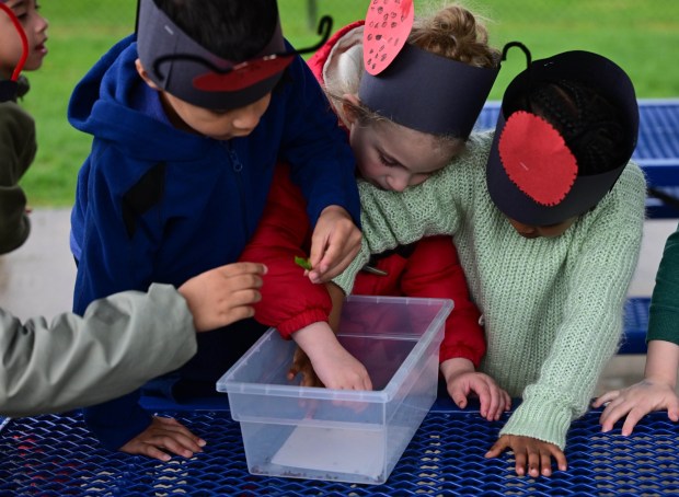 Students release 2,000 beneficial lady bugs into their schoolyard to protect the environment and local vegetation as part of an Earth Day celebration Wednesday, April 22, 2026, at Chesterbrook Academy in Bethlehem Township. (Monica Cabrera/The Morning Call)