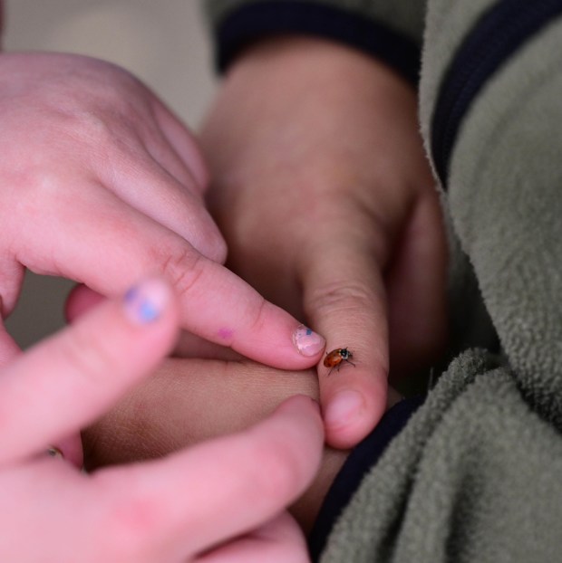 Students release 2,000 beneficial lady bugs into their schoolyard to protect the environment and local vegetation as part of an Earth Day celebration Wednesday, April 22, 2026, at Chesterbrook Academy in Bethlehem Township. (Monica Cabrera/The Morning Call)