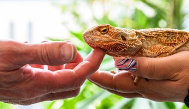 Lehigh County DA fosters lizard for young crime victim