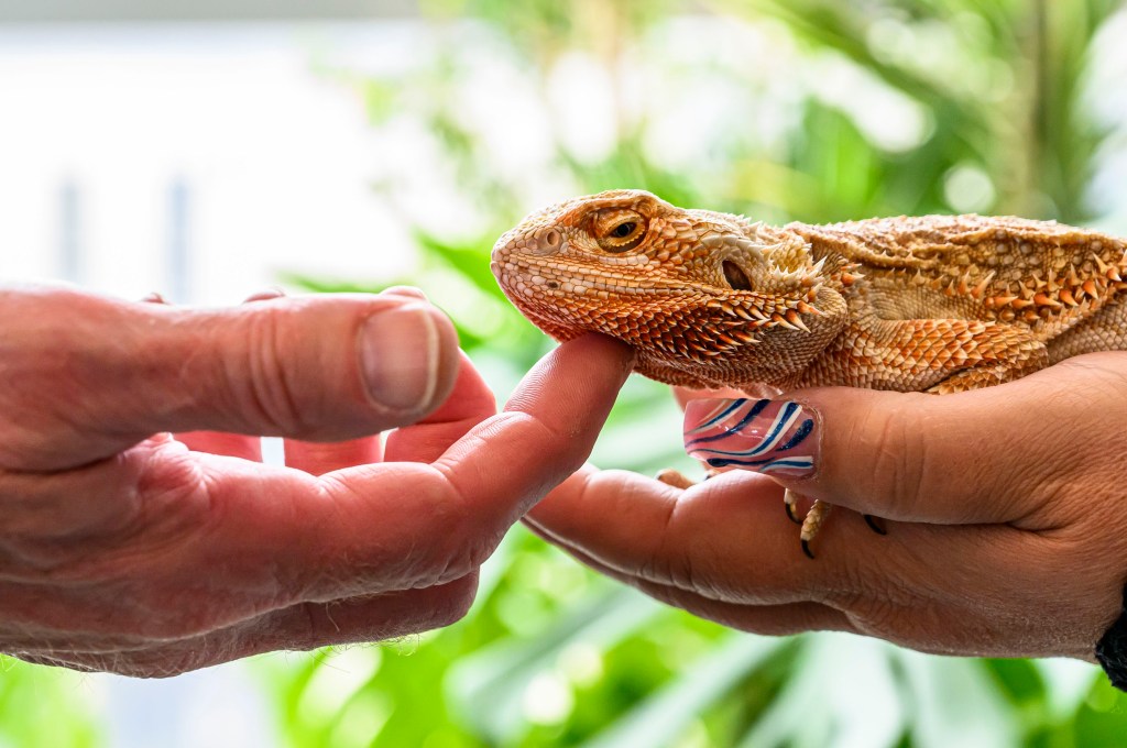 Lehigh County DA fosters lizard for young crime victim