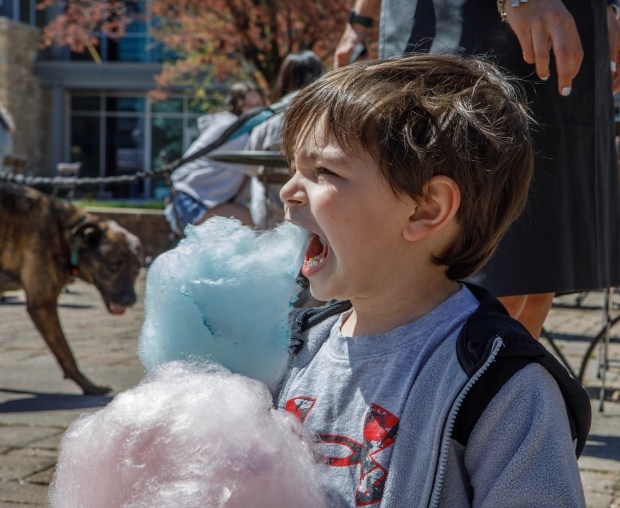 William Santos, 4, of Bethlehem eats cotton candy during Pawapalooza on Saturday, April 11, 2026, at Moravian University's Priscilla Payne Hurd Academic Complex in Bethlehem. The event supports the Pawprint Project, a student-led organization raising money for the Pediatric Cancer Foundation of the Lehigh Valley. It features live music, games and other activities.(Jane Therese/Special to The Morning Call)