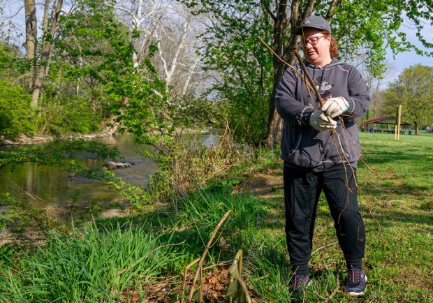 Jennifer Kramm of Bethlehem helps remove invasive bamboo Wednesday, April 22, 2026, in celebration of Earth Day during Plant for Spring! hosted by South Whitehall Township Parks and Recreation at Covered Bridge Park Playground in South Whitehall Township. (April Gamiz/The Morning Call)