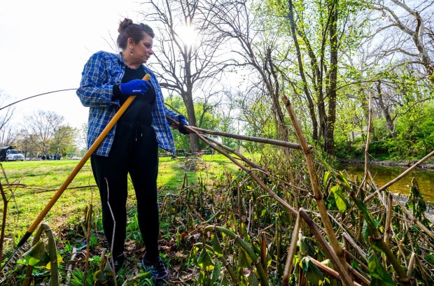 Jennifer Abraham of Orfield helps remove invasive bamboo Wednesday, April 22, 2026, in celebration of Earth Day during Plant for Spring! hosted by South Whitehall Township Parks and Recreation at Covered Bridge Park Playground in South Whitehall Township. (April Gamiz/The Morning Call)