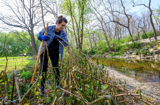 Jennifer Abraham of Orfield helps remove invasive bamboo Wednesday, April 22, 2026, in celebration of Earth Day during Plant for Spring! hosted by South Whitehall Township Parks and Recreation at Covered Bridge Park Playground in South Whitehall Township. (April Gamiz/The Morning Call)