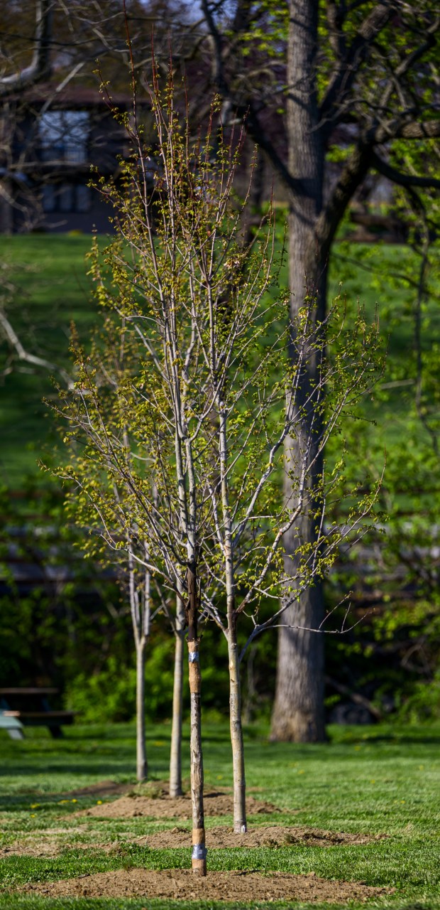 Red Maple trees are planted Wednesday, April 22, 2026, in celebration of Earth Day during Plant for Spring! hosted by South Whitehall Township Parks and Recreation at Covered Bridge Park Playground in South Whitehall Township. (April Gamiz/The Morning Call)