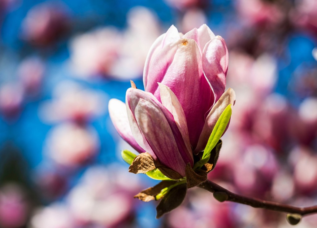 Allergies arrive with spring's wild ride
