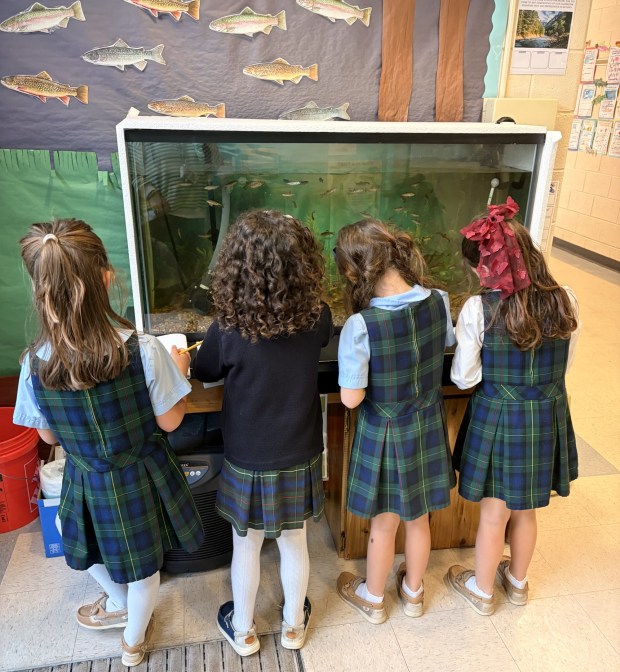 Students at St. Ignatius Loyola Regional School record their observations of the baby trout this winter as part of the school's participation in the Pennsylvania Trout in the Classroom program. (Courtesy of Michelle Thomas)