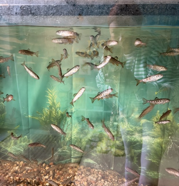 Most of the nearly 150 trout hatched from eggs in the fish tank in St. Ignatius Loyola Regional School grew into fingerlings sturdy enough to be released into a trout-stocked waterway. (Courtesy of Michelle Thomas)