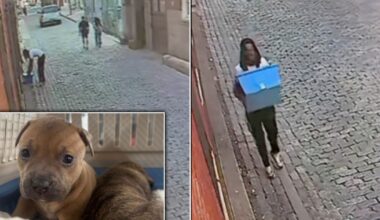 Pennsylvania SPCA shares video of person accused of ditching litters of puppies in Old City