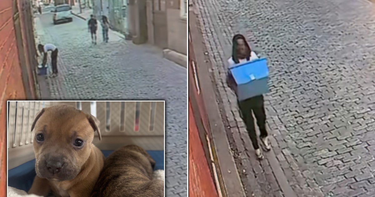 Pennsylvania SPCA shares video of person accused of ditching litters of puppies in Old City