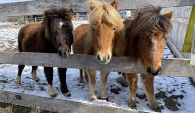Across Pennsylvania, you’ll find a wide range of animal sanctuary residents, from retired horses and former dairy cows to often overlooked farm birds like ducks, geese, and chickens.
