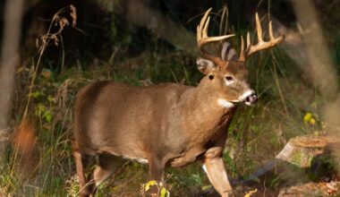 A 10-point white-tailed deer walks through the woods. (AP Photo/Robert F. Bukaty, File)