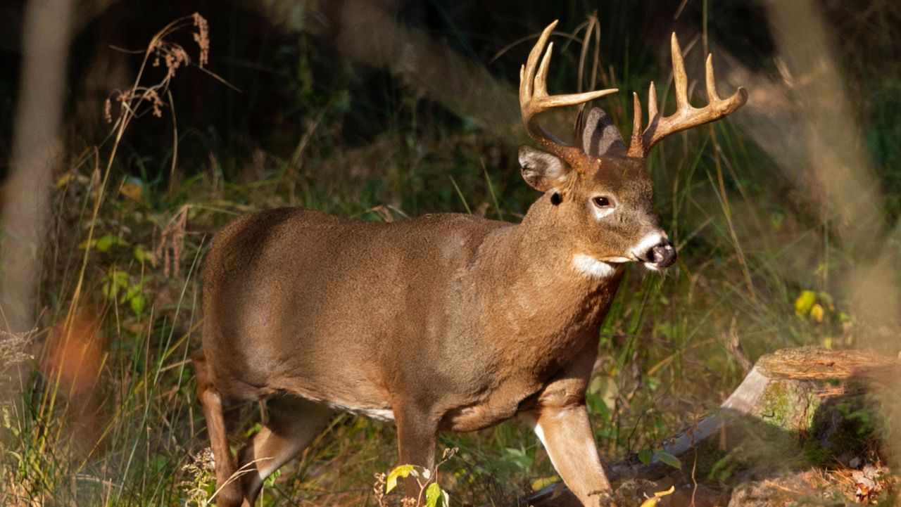 A 10-point white-tailed deer walks through the woods. (AP Photo/Robert F. Bukaty, File)