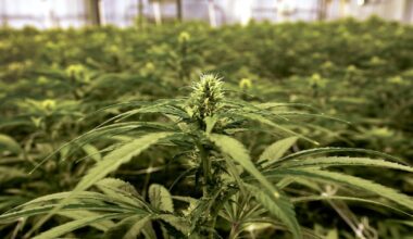 Pennsylvania lawmakers continue push for cannabis legalization with clean slate provision
