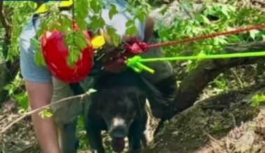 Firefighters rescue dog and owner from 60-foot drop at Berks County quarry