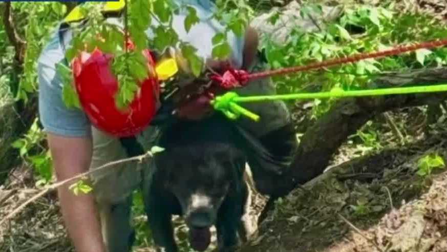 Firefighters rescue dog and owner from 60-foot drop at Berks County quarry