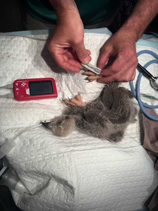 Officials treating eaglet after swallowing fishing hook