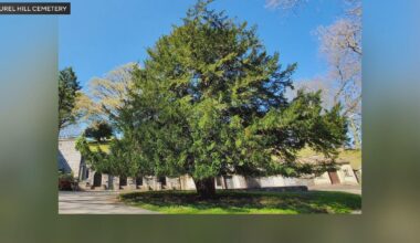 Beloved Pennsylvania state champion tree honored with funeral on Arbor Day
