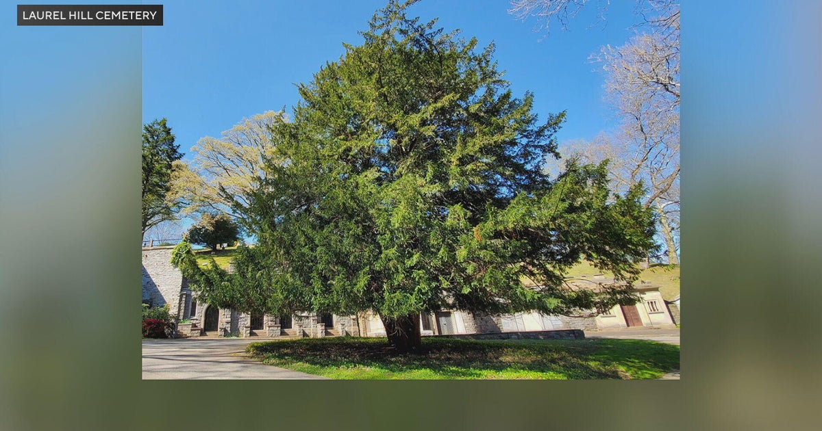 Beloved Pennsylvania state champion tree honored with funeral on Arbor Day