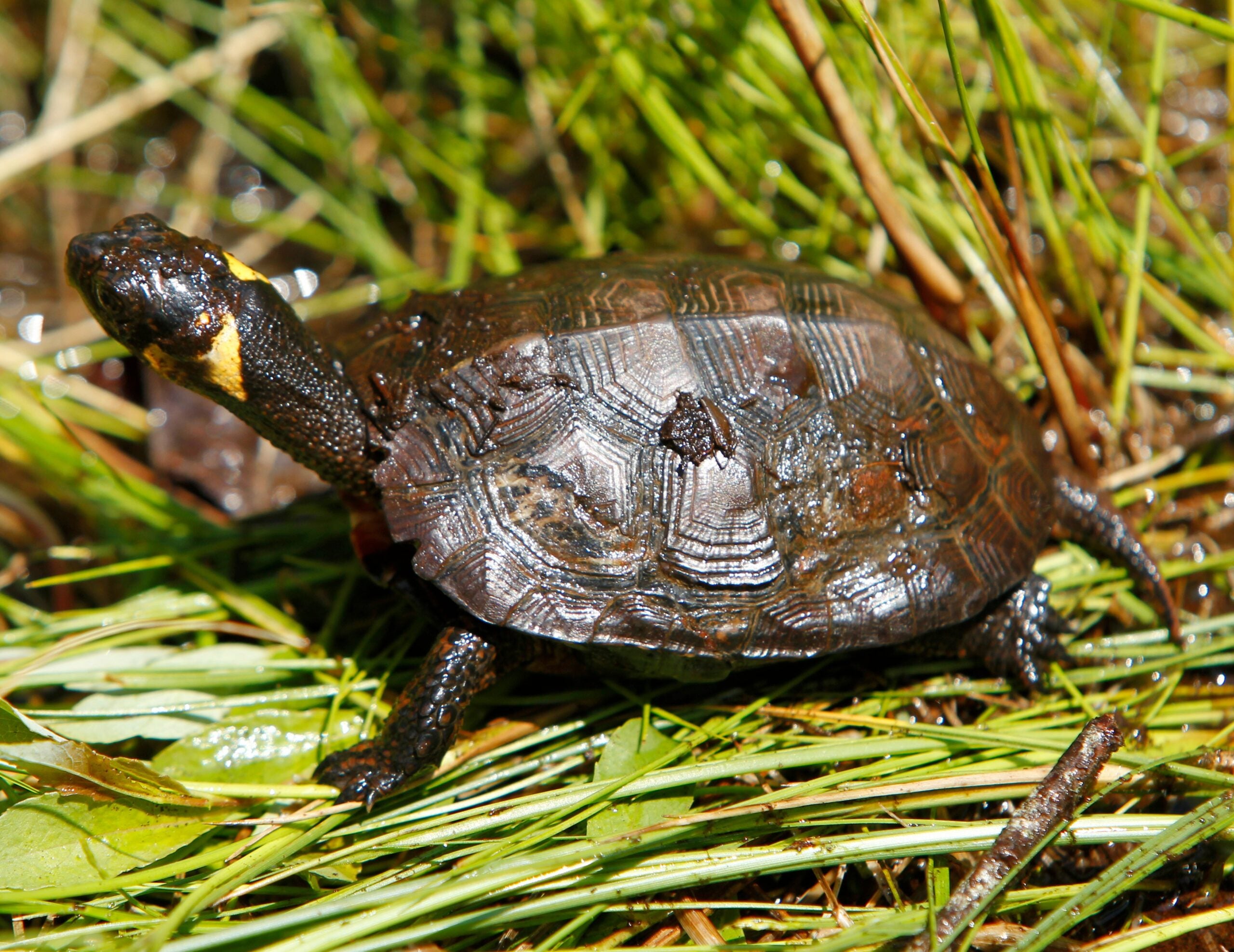a bog turtle