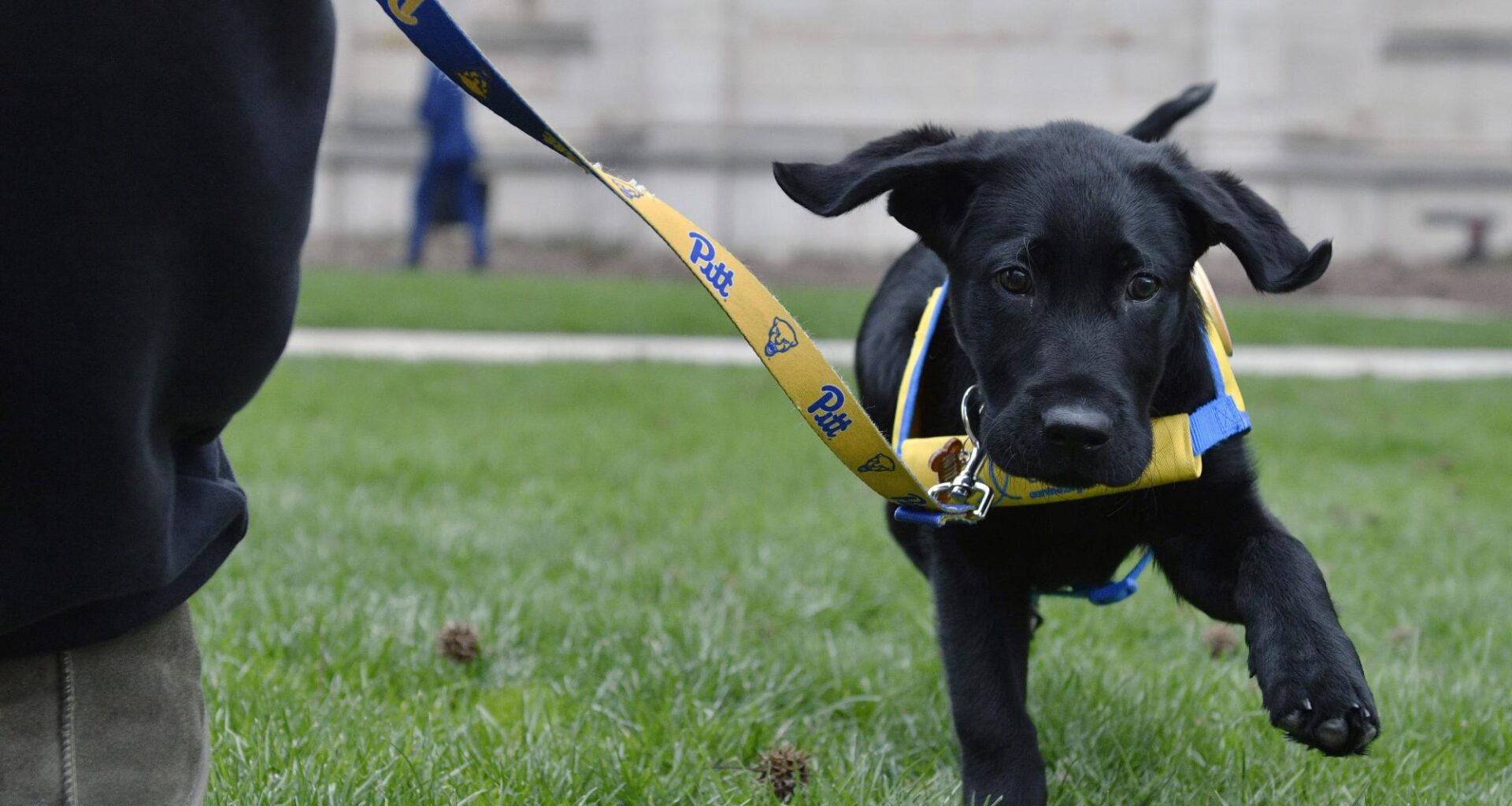 ‘The perfect balance’: Pitt students find companionship through pets